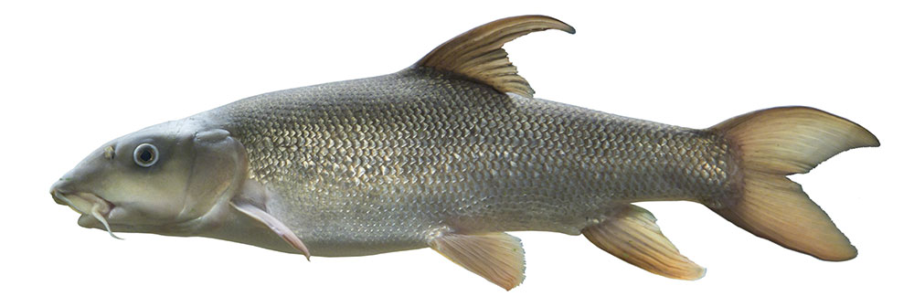 picture of Barbel