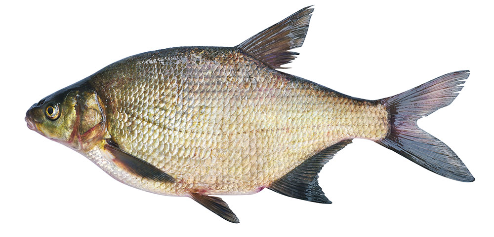 picture of Bream
