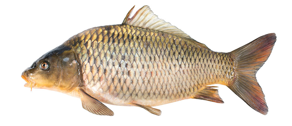picture of Carp-Common