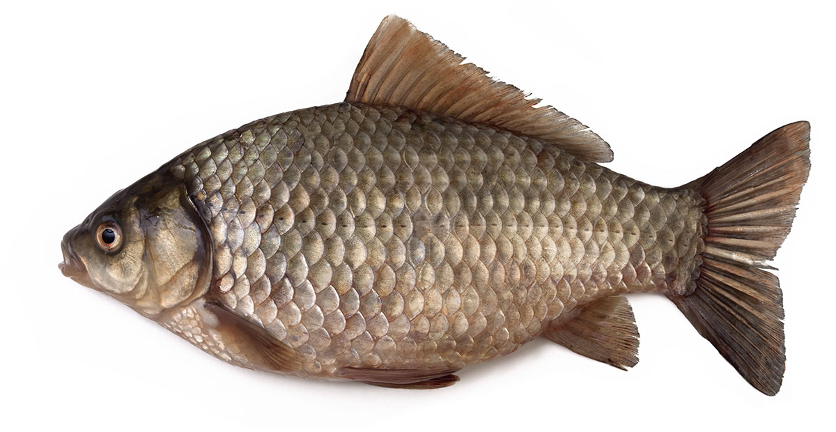 picture of Carp-Crucian