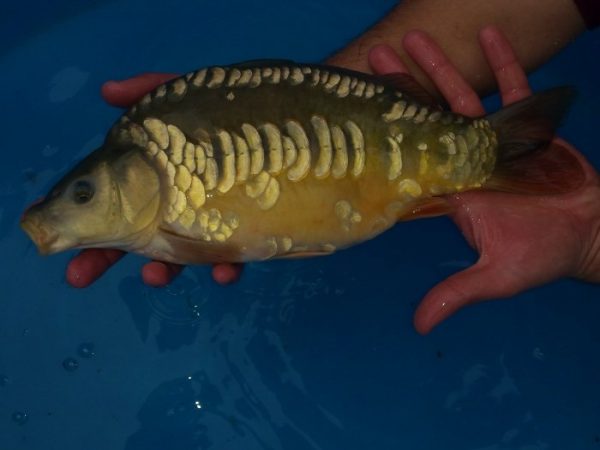 picture of Carp-Mirror