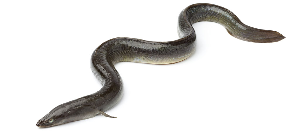 picture of Eel