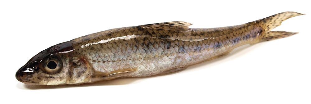 picture of Gudgeon