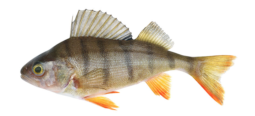 picture of Perch