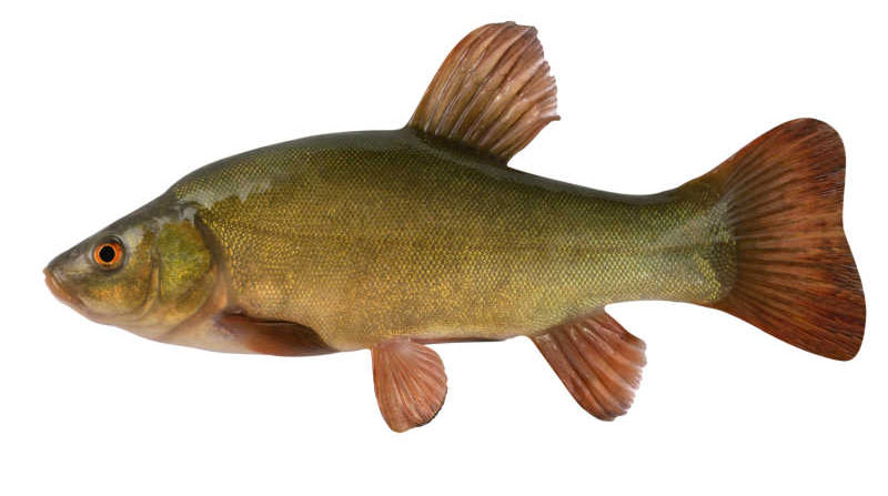 picture of Tench